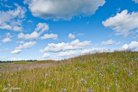Prairie in bloom - Alan Taylor. 1:20 PM ET. 20 Photos. In Focus. Tuesday marked the first day of spring, and the Northern Hemisphere has begun to warm, with flowers and …
